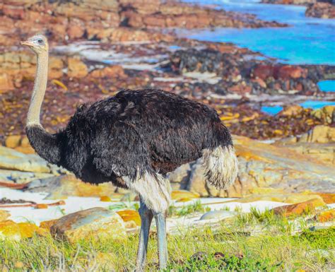 south african ostrich